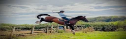 British Warmblood horses for sale: Everyone Needs A Guinness  - Advert 9