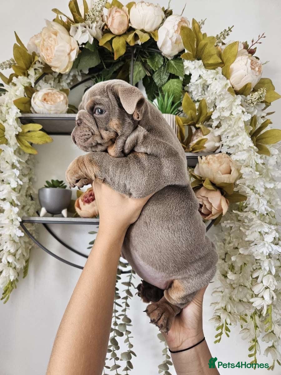 English Bulldog dogs Male English bulldog  - Advert 2