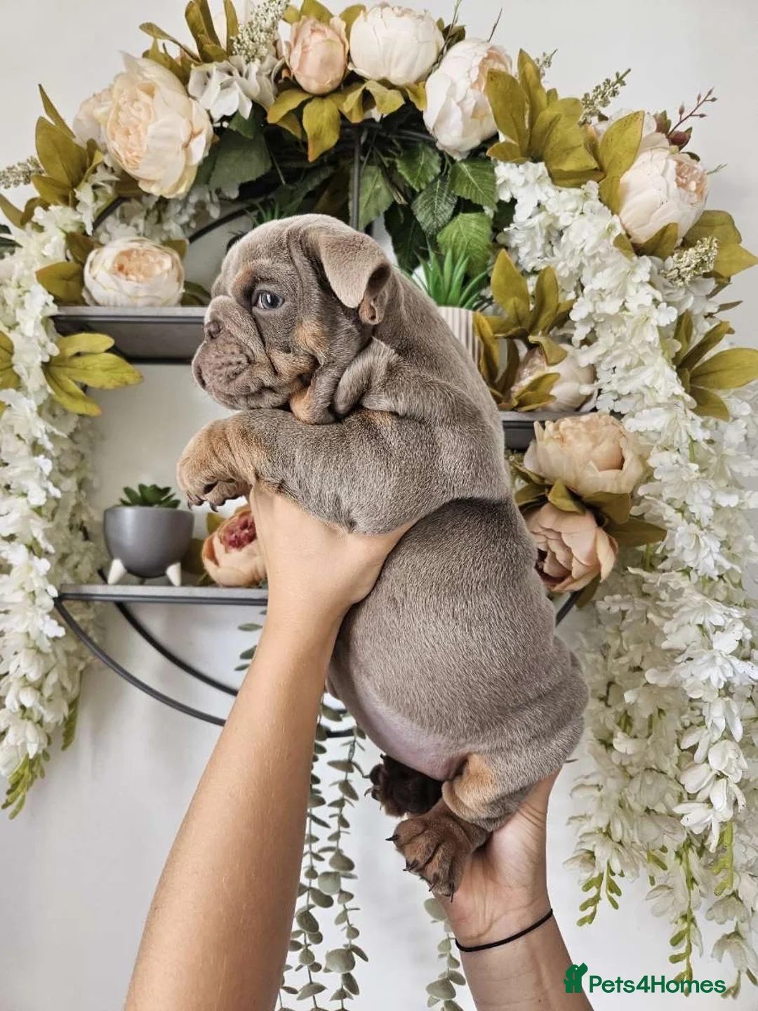 English Bulldog dogs for sale: Male English bulldog  - Advert 2