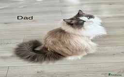 Ragdoll cats for sale: Beautiful Ragdoll kittens from Champion lines - Image 30