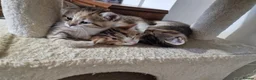 Mixed Breed cats for sale: Beautiful British Shorthair x Bengal Cross Kittens in Farnham - Advert 9