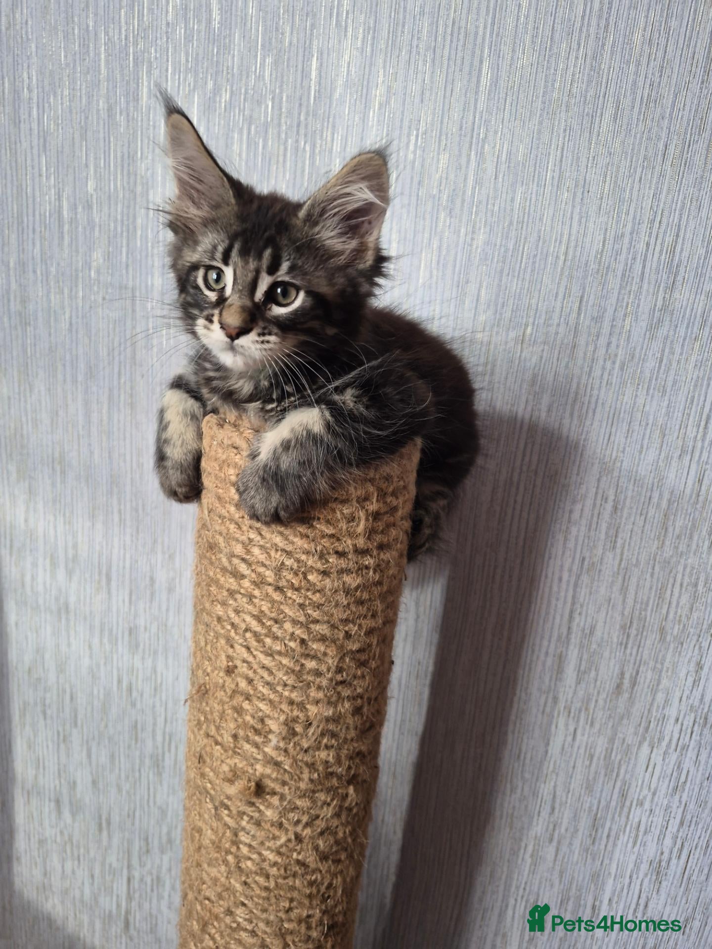 Maine Coon cats Beautiful white Maine coon kittens  - Advert 1