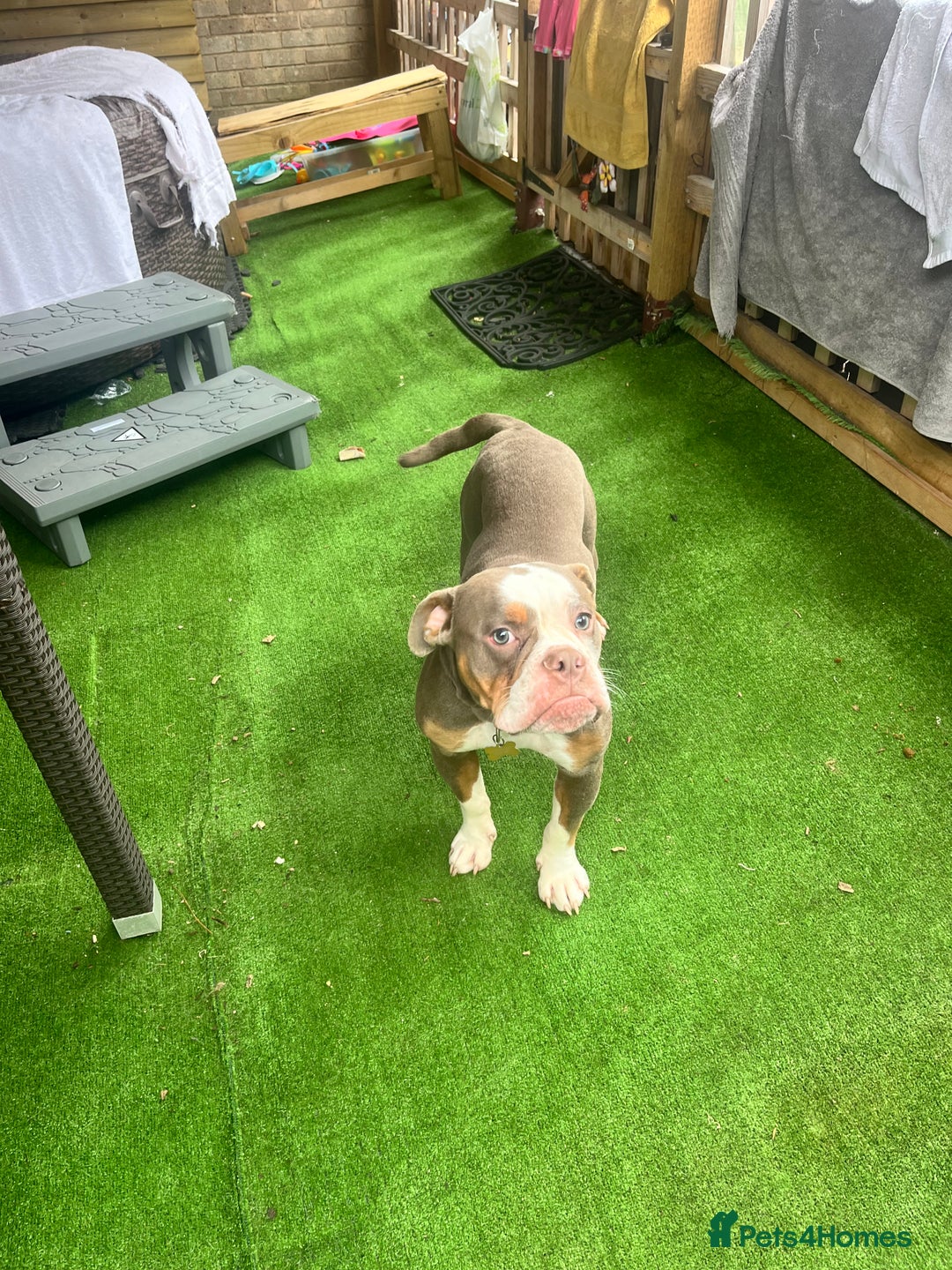 Old Tyme Bulldog dogs for sale: Old tyme bull dog male under a year old  - Image 3