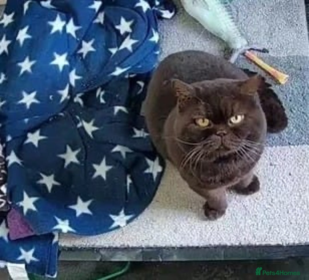 British Shorthair cats for sale: Multi-colour GCCF British Shorthair kittens  - Advert 20