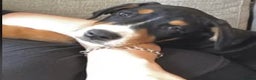 Mixed Breed dogs for adoption: Meet Lefty&Bullseye, residing in Merseyside  in Middlewich - Advert 2