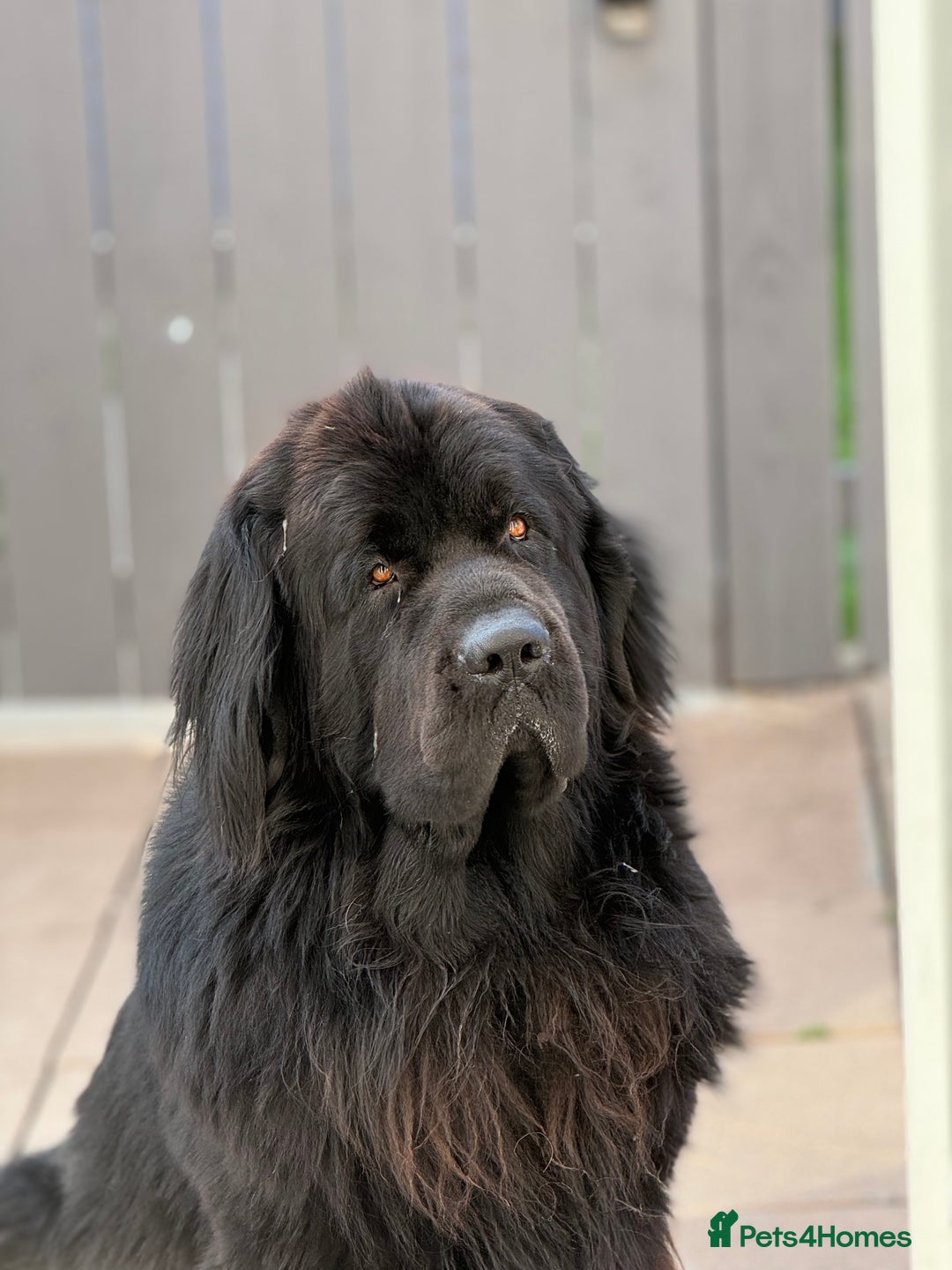 Newfoundland dogs for sale: Male Newfoundland  - Image 2