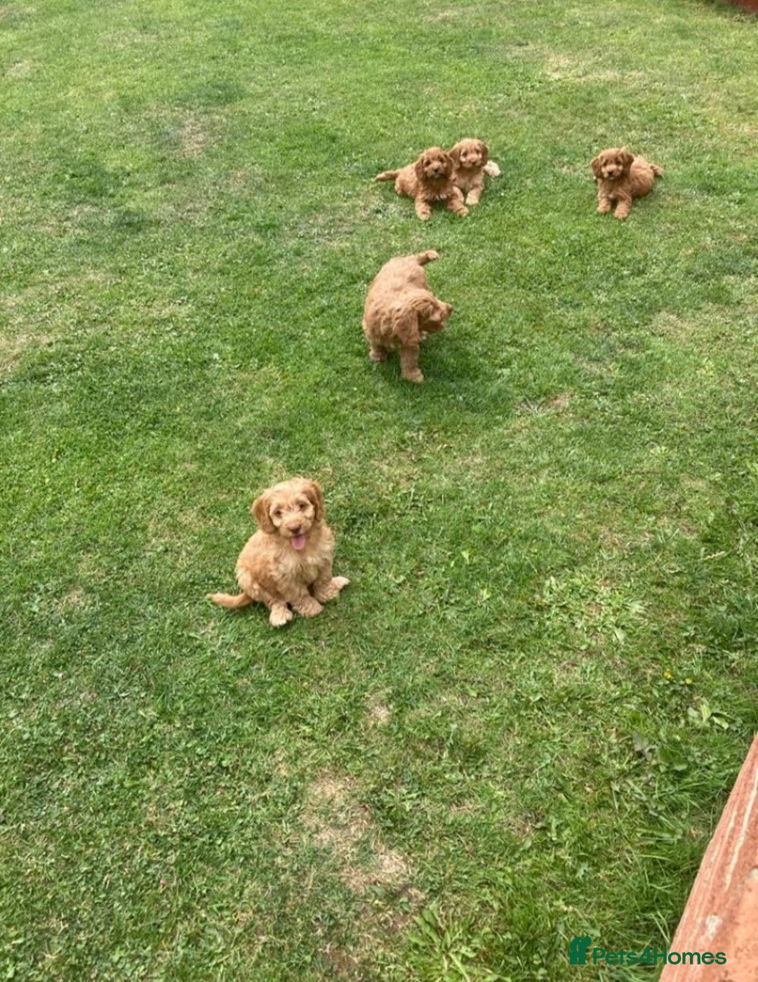 Cockapoo dogs for sale: Cockapoo puppies  - Image 13