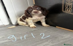 Cocker Spaniel dogs for sale: Cockerspaniel puppies  - Image 2