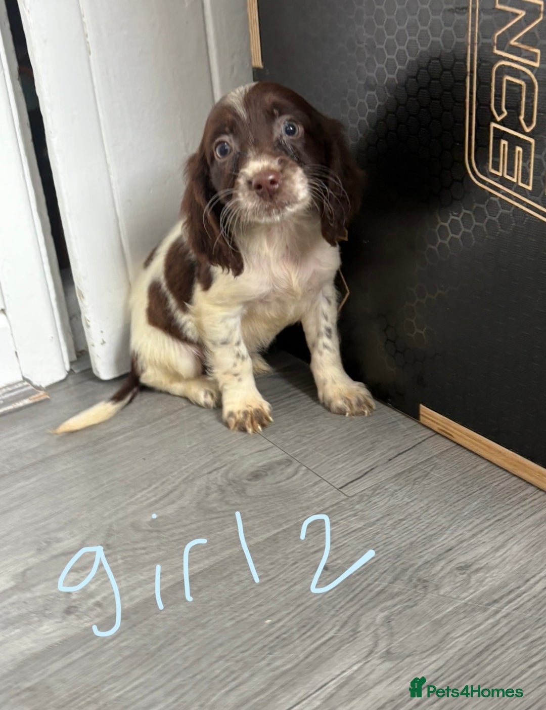 Cocker Spaniel dogs for sale: Cockerspaniel puppies  - Image 2