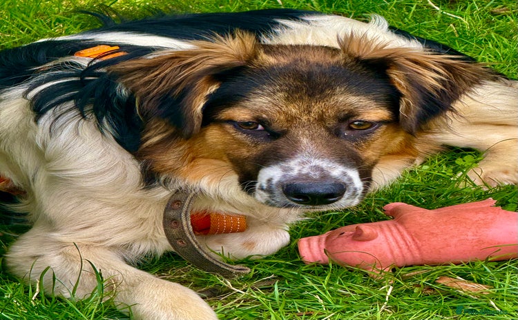 Border Collie dogs - Advert 1