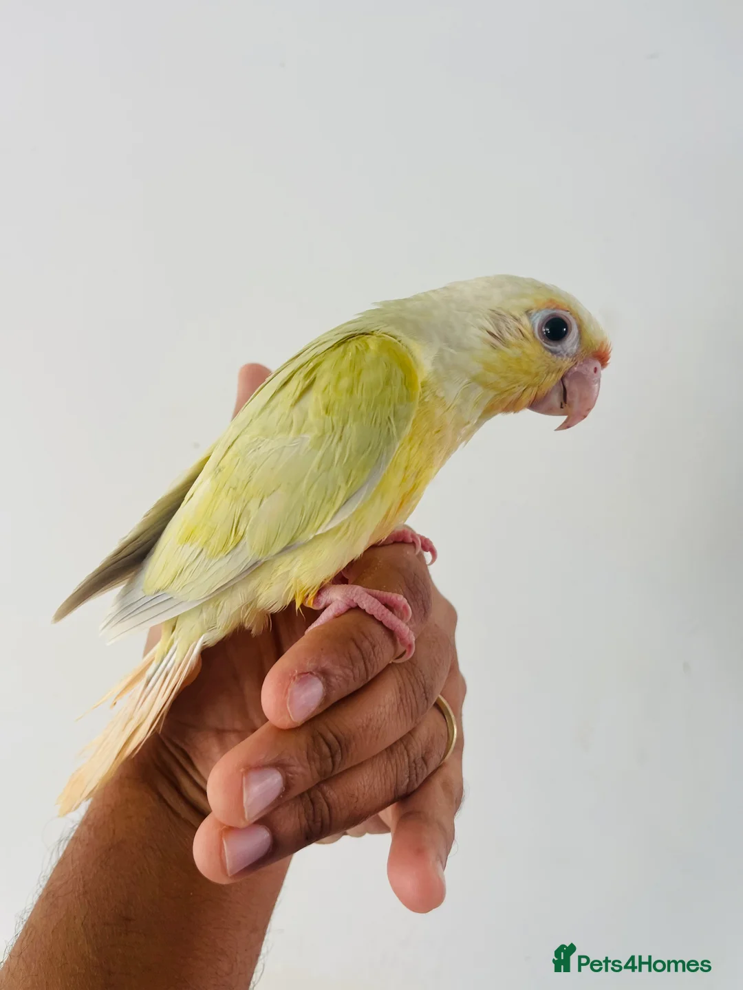 Conures birds for sale: Hand reared conure for sale  - Advert 15