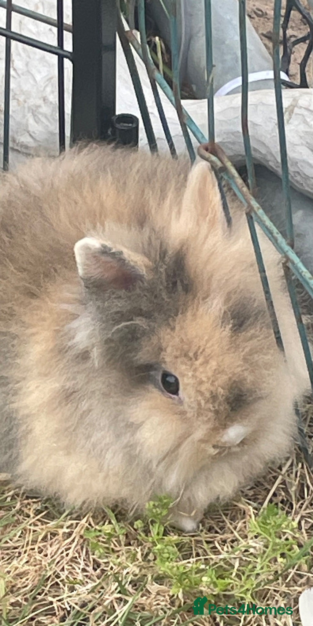 Lionhead rabbits Pure Lionhead bunnies  - Advert 2