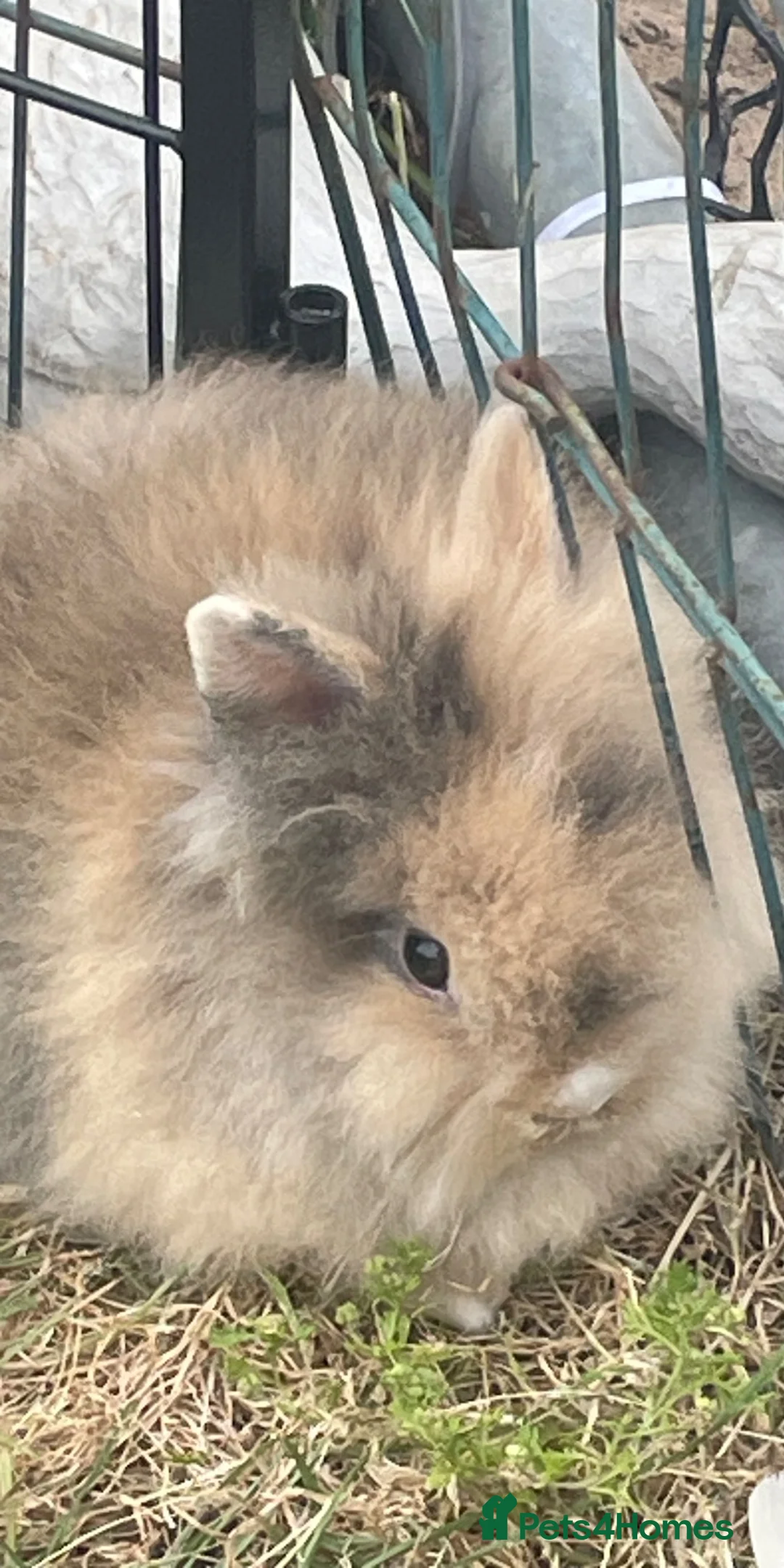 Lionhead rabbits for sale: Pure Lionhead bunnies  - Advert 2