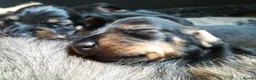 Miniature Dachshund dogs for sale: Miniature Wire Haired Dachshunds  - Advert 9