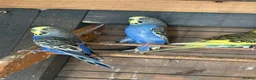 Budgerigars birds for sale: Aviary-bred Budgies’s  - Advert 13