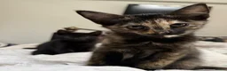 Maine Coon cats for sale: Four gorgeous Maine Coons left! - Advert 19