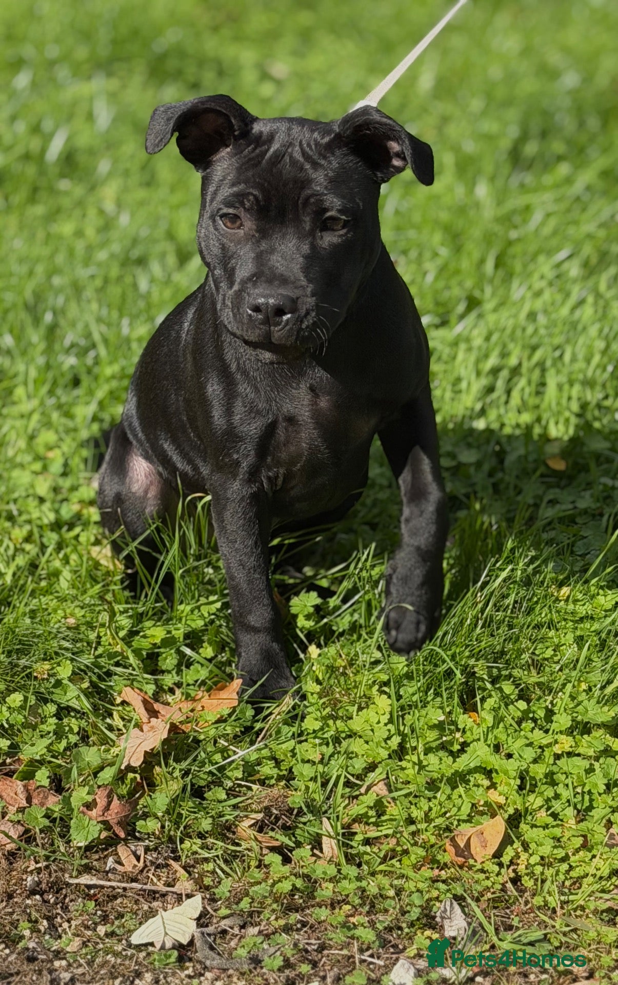 Staffordshire Bull Terrier dogs Health Tested KC Staffordshire Bull Terriers - Advert 2