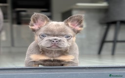 French Bulldog dogs for sale: Beautiful lilac and tan fluffy female  - Image 4