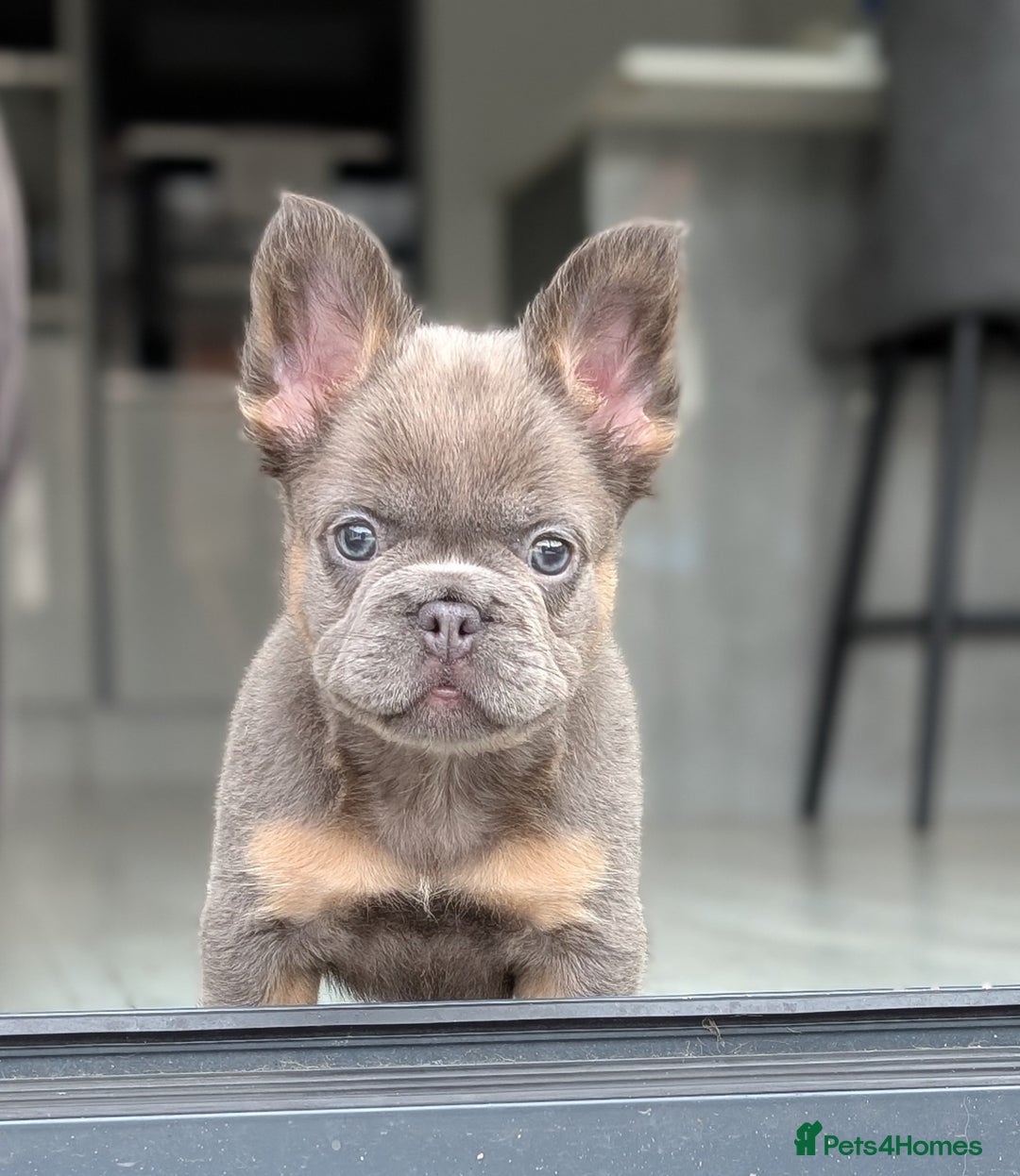 French Bulldog dogs for sale: Beautiful lilac and tan fluffy female  - Image 4