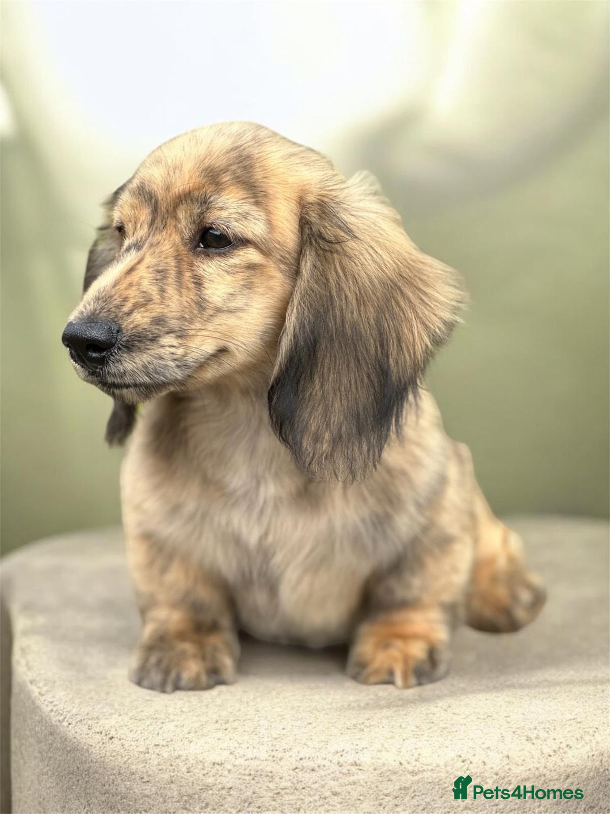 Miniature Dachshund dogs KC mini longhaired brindle dachshunds  - Advert 14
