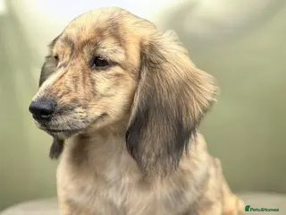 Miniature Dachshund dogs KC mini longhaired brindle dachshunds - Advert 14