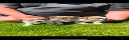 Mixed Breed dogs for sale: Shih Tzu cross chihuahua puppies  - Advert 3