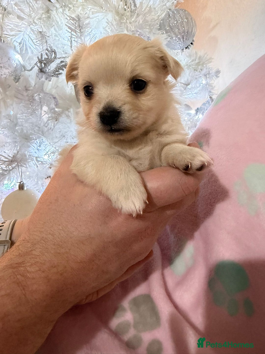 Pomchi dogs for sale: 🐻 Fluffy Rainbow Pomchis 🌈 - Advert 8