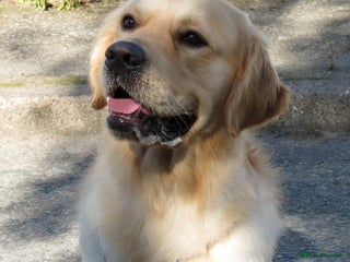 Golden Retriever dogs Cesarka Golden Retrievers in Conwy - Advert 2
