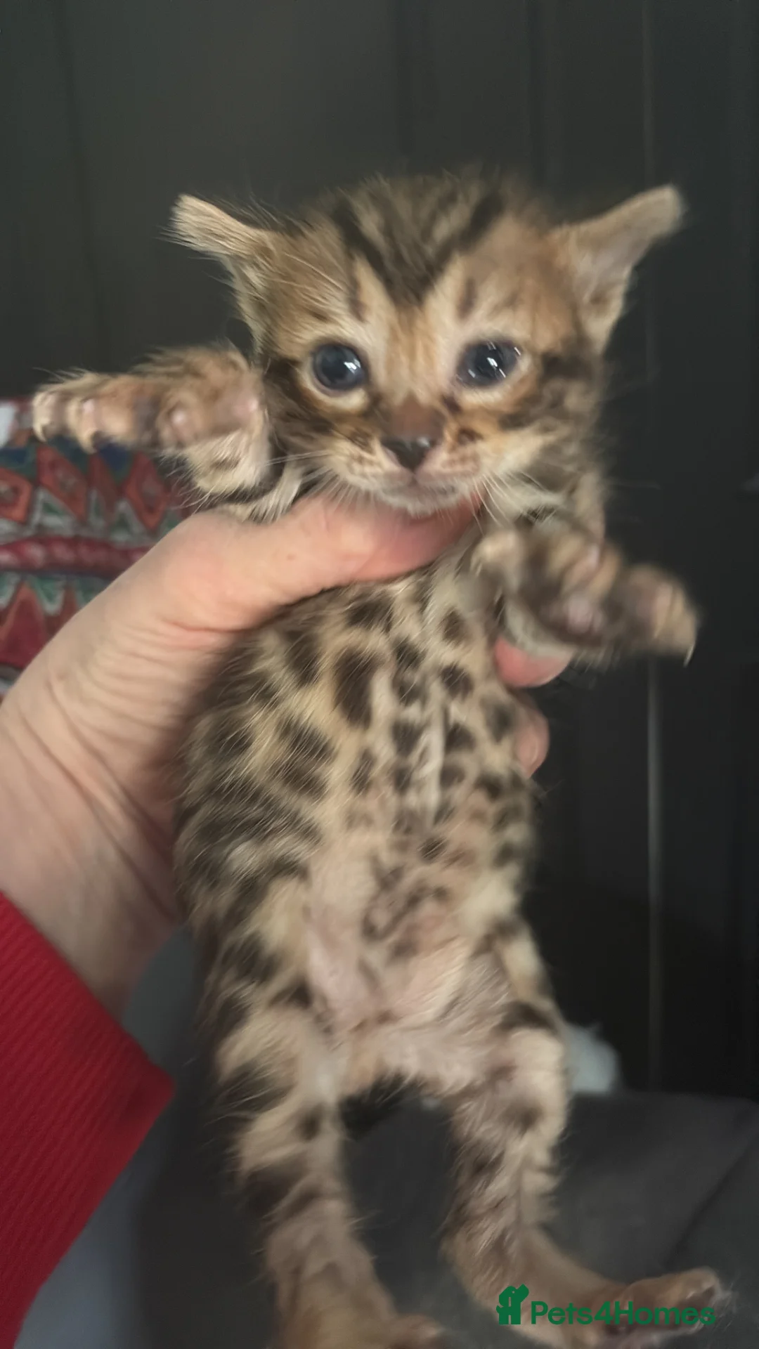Bengal cats for sale: Pedigreed/registered bengal kittens - Advert 2