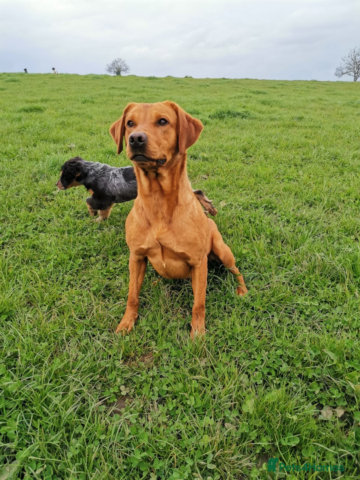 Labrador Retriever dogs KC yellow Labradors (Fox red) viewing this weekend - Advert 2