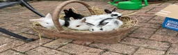 Mixed Breed rabbits for sale: 5 Baby Mixed Bred Rabbits  - Advert 3