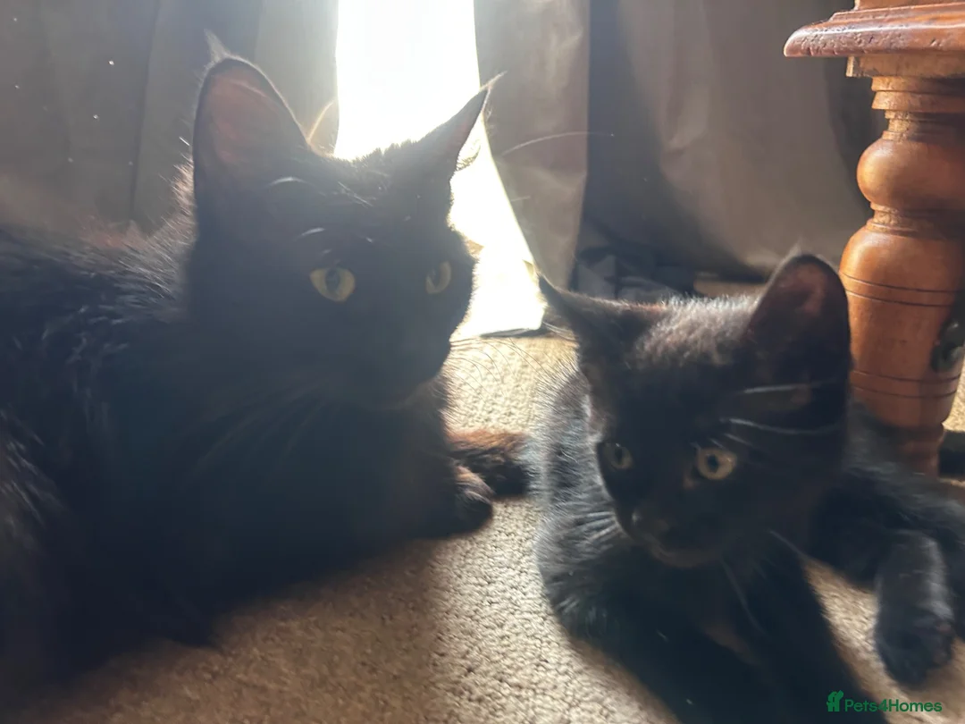 Mixed Breed cats for sale: 13 week old kitten  - Advert 1