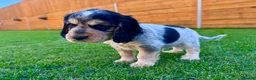 Cocker Spaniel dogs for sale: Beautiful Show CockerSpaniel Babies 🐾🐾🐾  - Advert 2