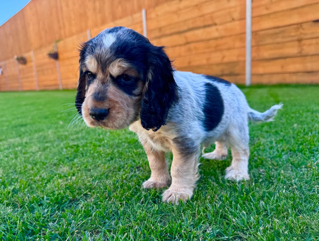 Cocker Spaniel dogs for sale: Beautiful Show CockerSpaniel Babies 🐾🐾🐾  - Advert 2