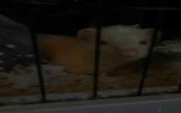 Ferret rodents for sale: male ferret for sale OPEN TO OFFERS - Advert 2