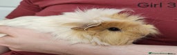 Guinea Pig rodents for sale: 3x Female Guinea Pigs  - Advert 3
