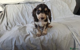 Cocker Spaniel dogs for sale: READY NOW 1/2 show 1/2 working cocker spaniel pups - Image 2