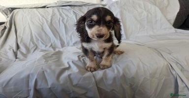 Cocker Spaniel dogs - Advert 1