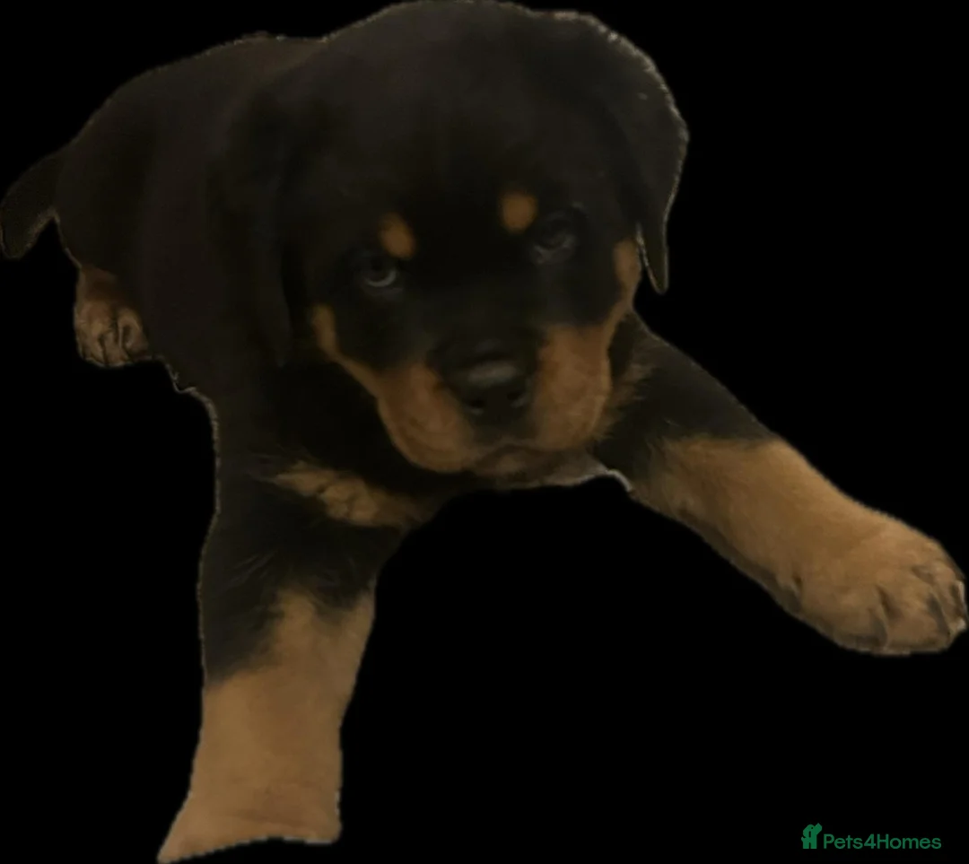 Rottweiler dogs for sale: (1 BOY) left READY TOGO Chunky Rottweilerfor sale - Advert 39