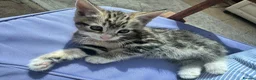 Mixed Breed cats for sale: Three adorable tabby and white kittens for sale  - Advert 3
