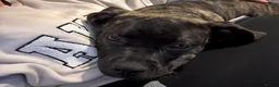 Mixed Breed dogs for sale: American bully/cane corso in Caernarfon - Advert 4