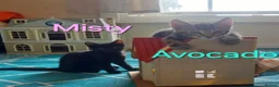 Mixed Breed cats for sale: Playful kittens looking for loving home - Advert 3