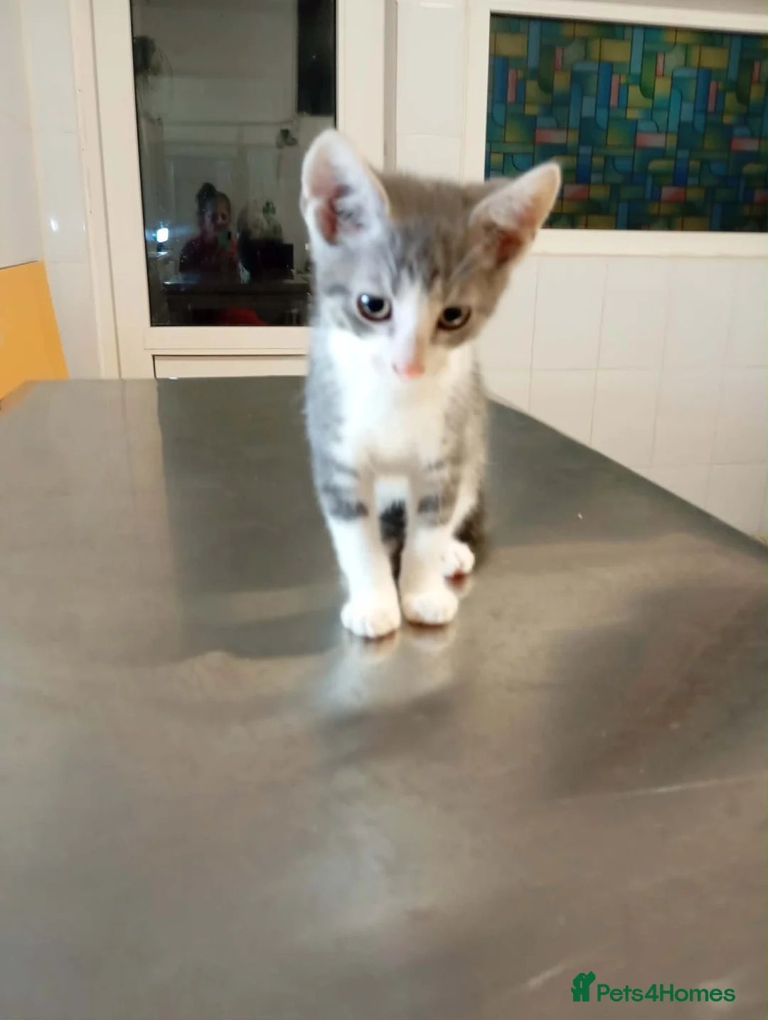 Mixed Breed cats for adoption: Evan - from deva Romania  in Norwich - Advert 2
