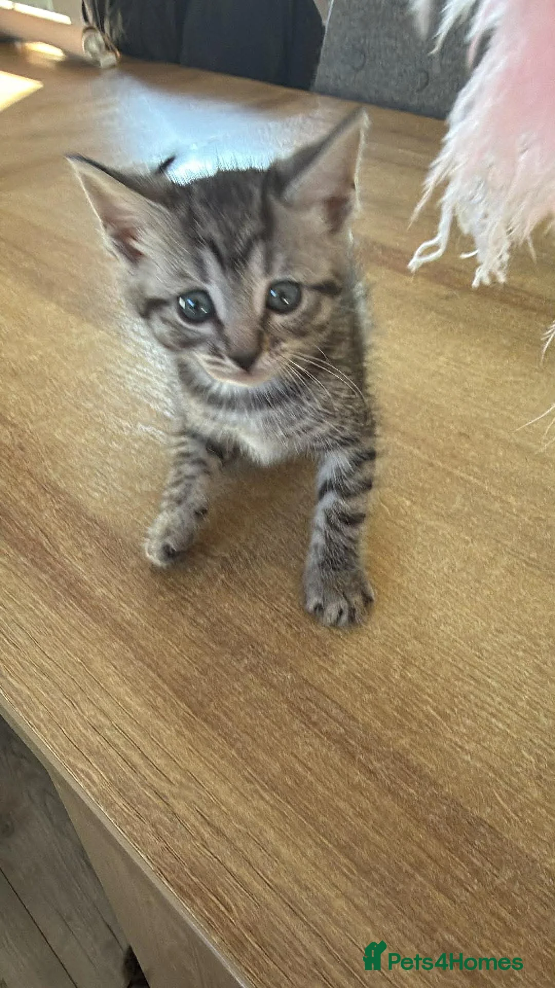 Bengal cats for sale: 4 Bengal Kittens Available – Playful & Friendly - Advert 2