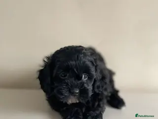 Shihpoo dogs Shihpoo pups DNA health tested dad - Advert 2