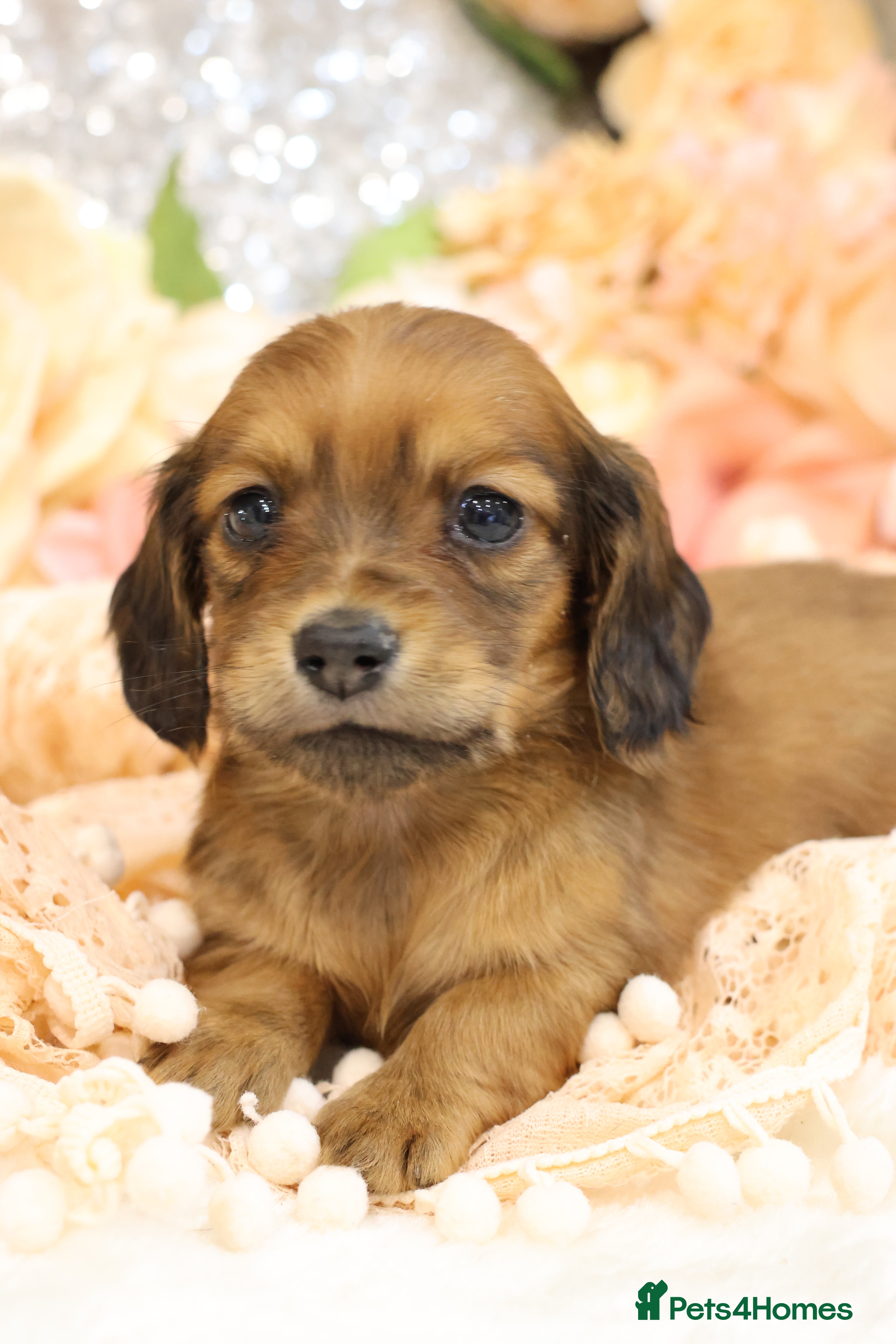 Miniature Dachshund dogs KC Miniature Dachshund Puppies - Advert 1