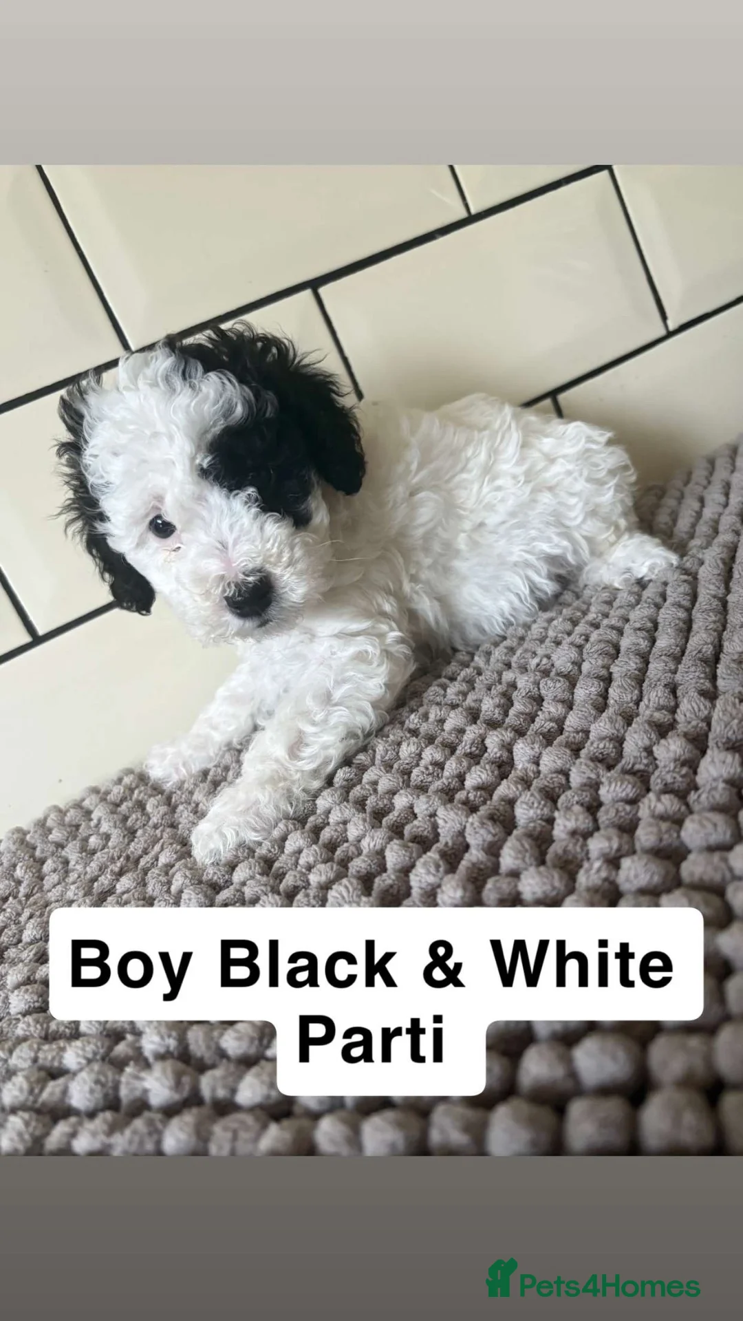 Cockapoo dogs for sale: F1B Cockapoo Puppies  - Advert 7