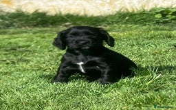 Cocker Spaniel dogs for sale: Beautiful show cocker GIRLs - Image 1