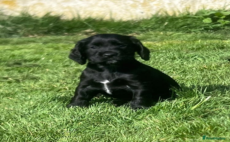 Cocker Spaniel dogs - Advert 6