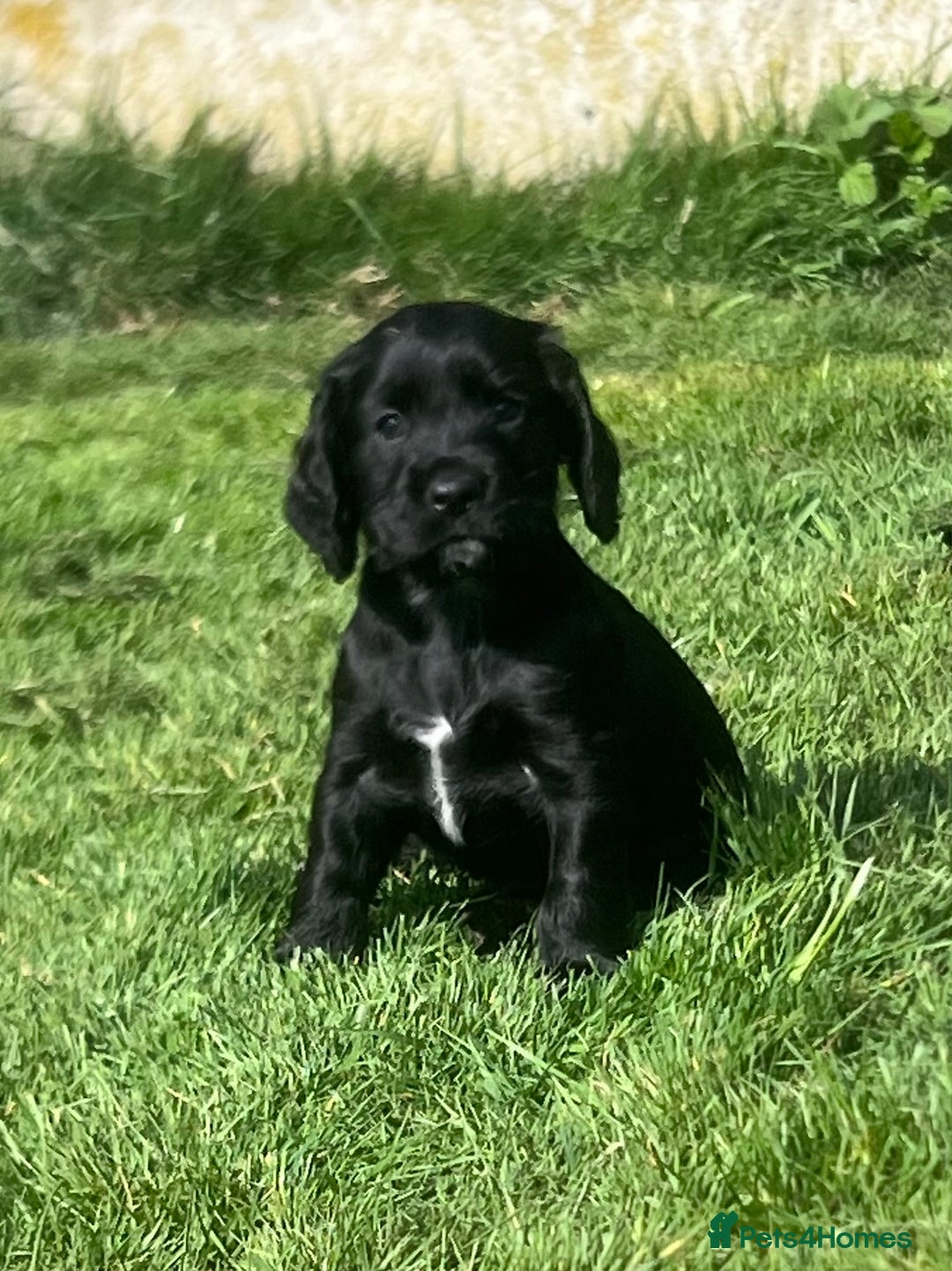 Cocker Spaniel dogs for sale: Beautiful show cocker GIRLs - Image 1
